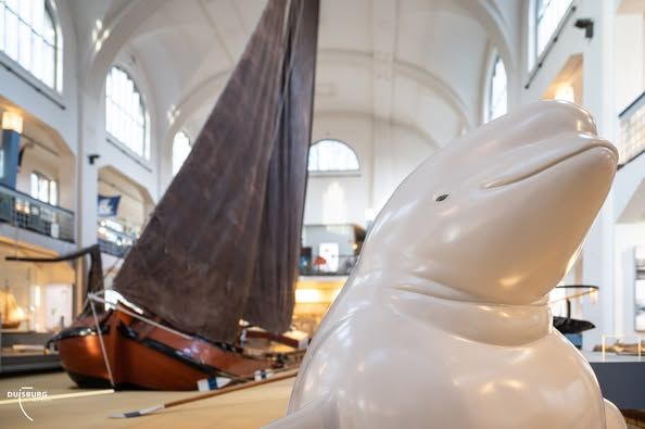 Die Walbüste Rhineheart ist zurück im Museum der Deutschen Binnenschifffahrt und begrüßt in der Herrenhalle wieder die Besucherinnen und Besucher. (Foto: Tanja Pickartz)